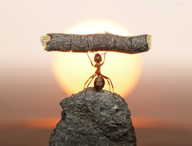 The Ant Principle - What is Critical Thinking About in Leadership